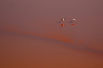 Flamingos, Bolivien, Laguna Colorada, (2017) null