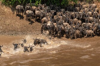 Gnus, Masai Mara null