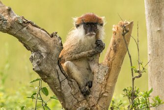 Husarenäffchen null