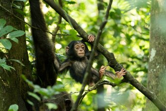 Schimpansenbaby null