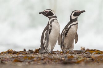 Magellanpinguine null