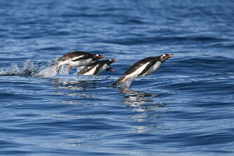 Eselspinguine null